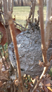 Wasp Nest