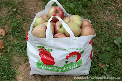 Fall Apple Picking at Strite's Orchard Farm Market in Harrisburg Pennsylvania