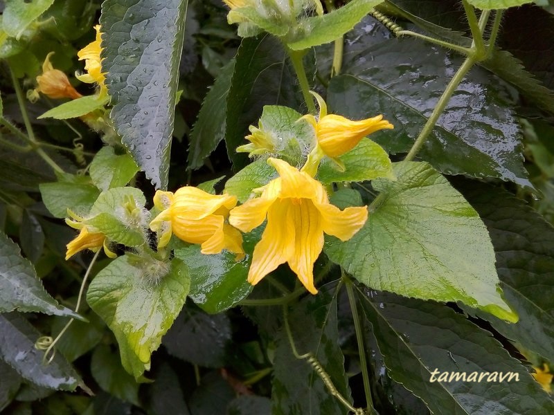 Тладианта сомнительная (Thladiantha dubia)