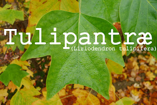 http://kolonihavelivet.blogspot.dk/2015/11/tulipantr-liriodendron-tulipifera.html