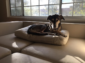 Dog on cushion on top of couch