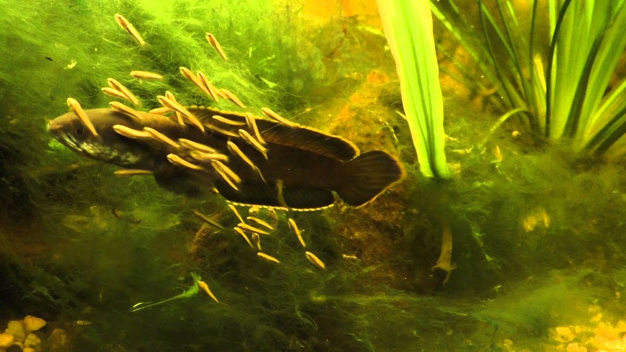 Harga Ikan Channa Gachua – Marulioides