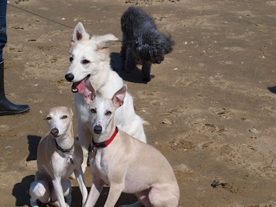 Miki, caniche, ami de Himage lévrier whippet-3