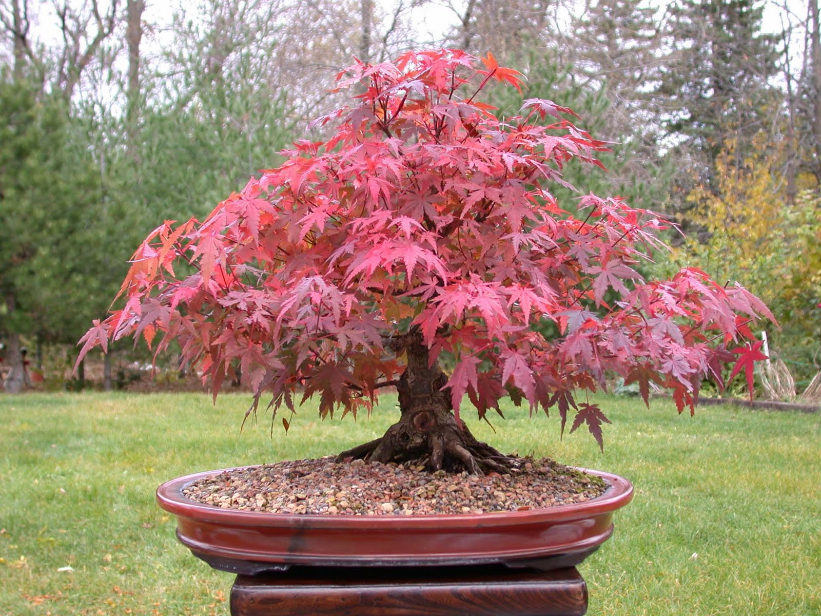 for me, a bonsai forest