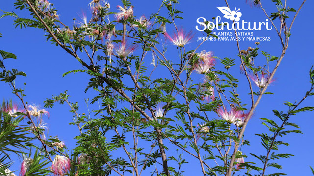 Calliandra parvifolia Flor de Seda 