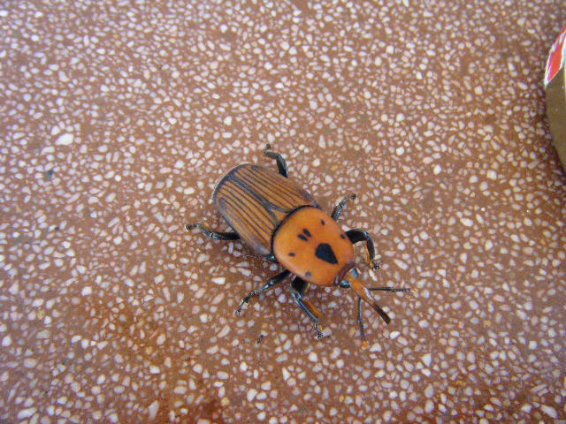 2011_09040001.JPG