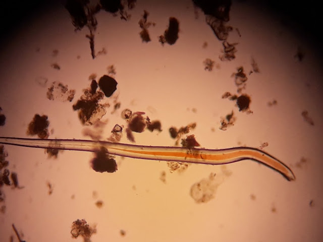 Nematoda