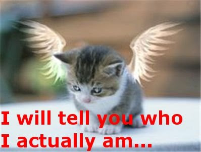 Funny Pictures: Angel Cat