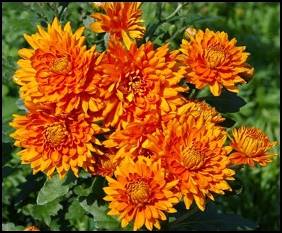 Chrysanthemums2a