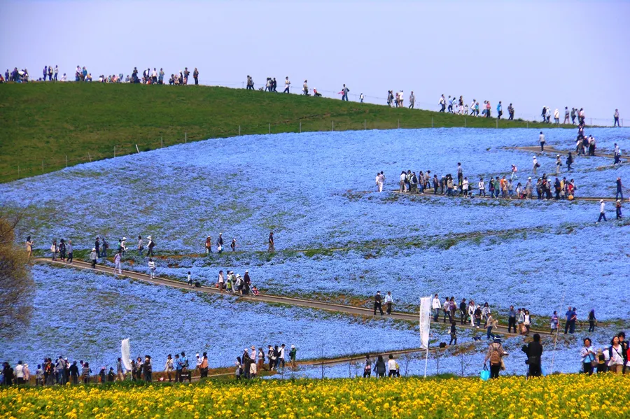 Hitachi Seaside Park