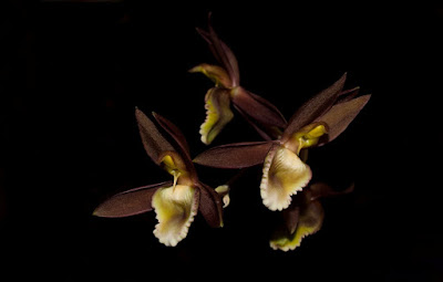 Catasetum juruenense care and culture