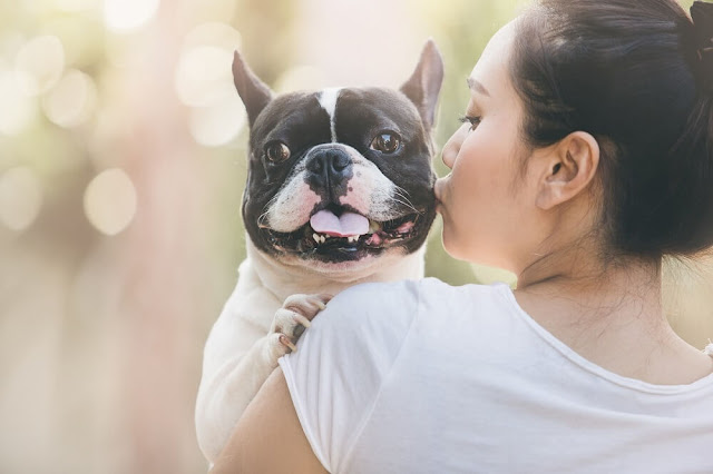 La Educación del Bulldog Francés