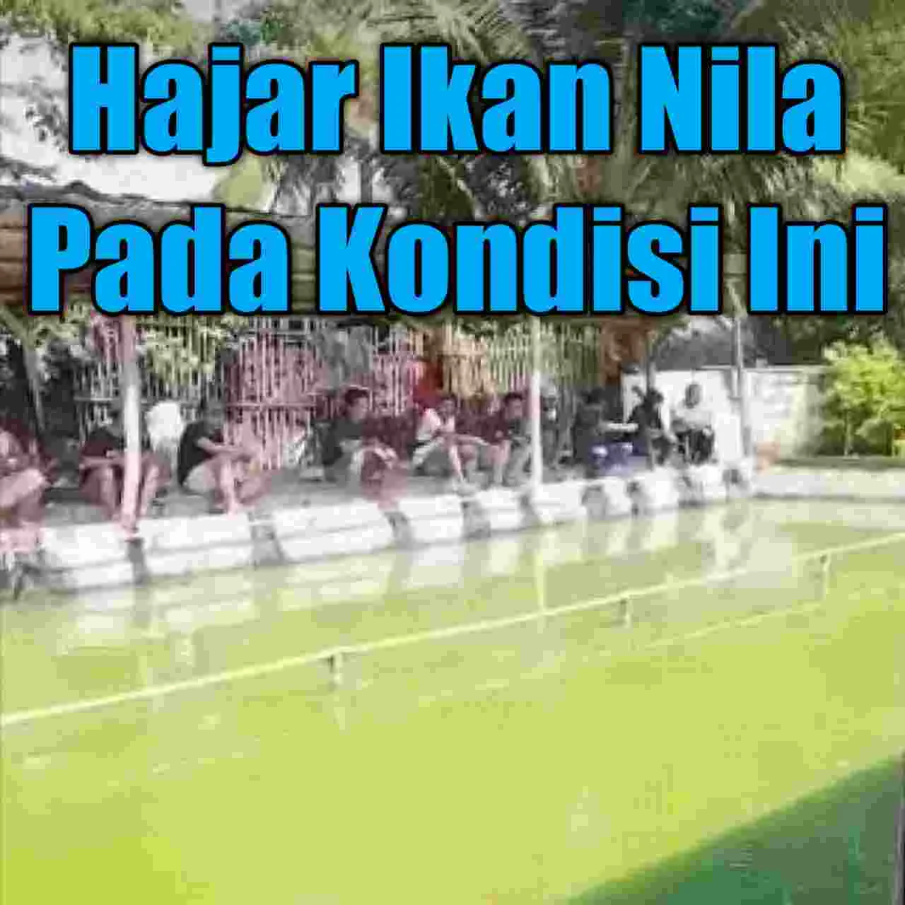 memancing ikan nila di kolam air hijau