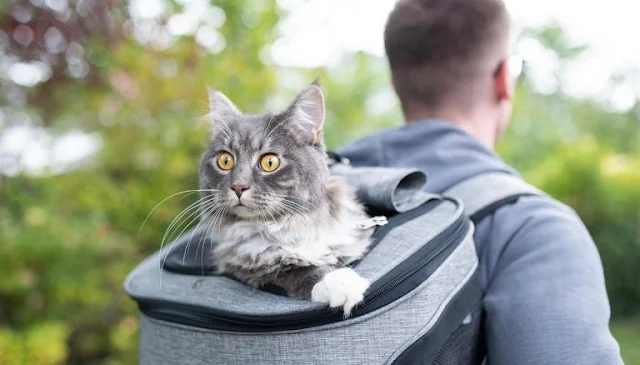 Cat in backpack while owner is hiking