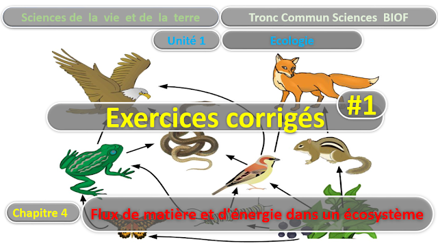 Télécharger | Exercices Corrigés | Tronc commun  Sciences  >  Flux de matière et d'énergie dans un écosystème  (TCS Biof)  SVT  #1