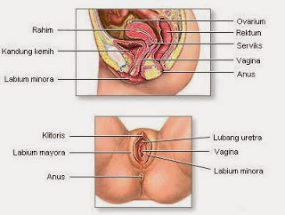 Tanda Tanda Cewek Tidak Perawan