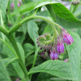 Flowering comfrey