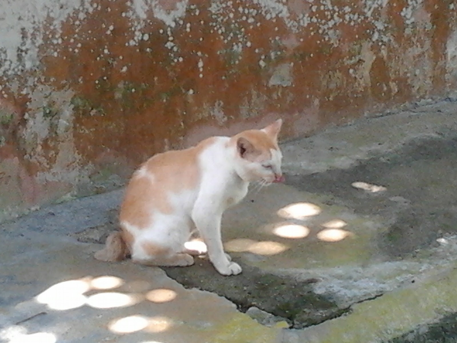 kucing