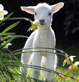 pasqua, lav, campagna contro il consumo di carne, proteste contro la macellazione degli agnellini, pranzo pasquale, the fashionamy, amanda marzolinii, italian fashion blogger