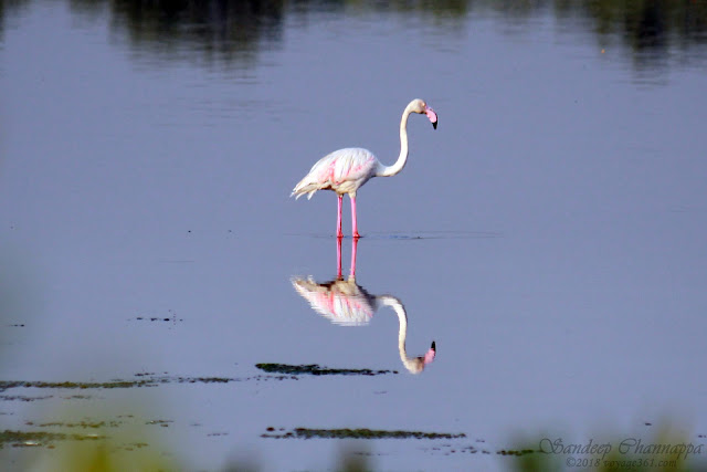 Greater Flamingo - BPS