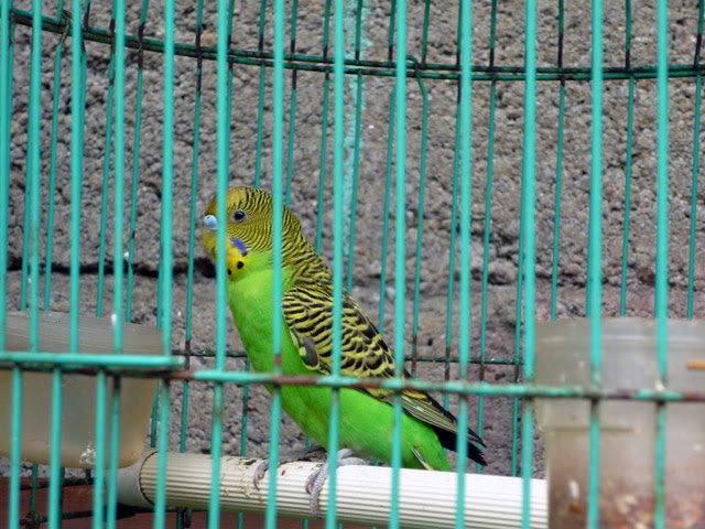 Toko Burung Online: Dunia Parkeet