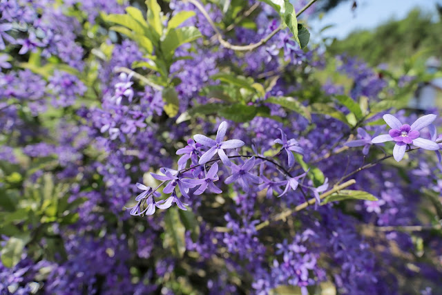 淡水紫藤咖啡園 紫藤花