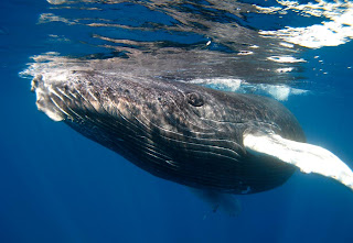 humpback whale