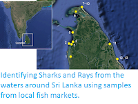 https://sciencythoughts.blogspot.com/2019/05/identifying-sharks-and-rays-from-waters.html