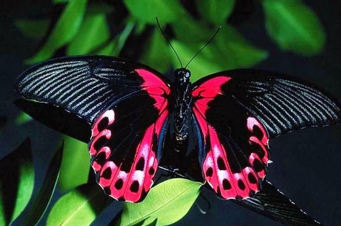  Gambar  Kupu kupu cantik dan indah terbaru gambarcoloring