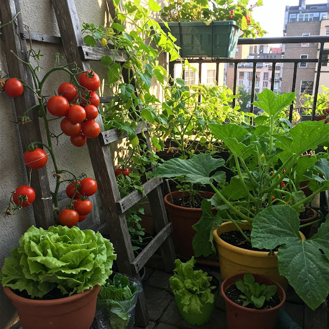 Colorful vegetables thriving in various containers on a sunny balcony.