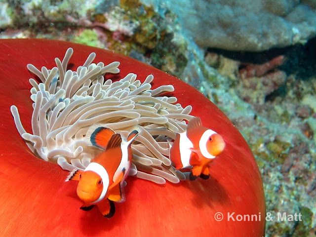 Two-bar clownfish, anemonefish, siquijor island, philippines,