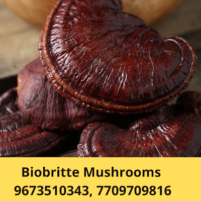 Scope Of Ganoderma Mushroom