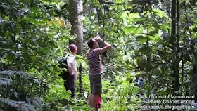 Dutch visitors were watching birds in Susnguakti forest of Manokwari regency, Indonesia