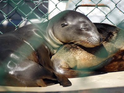 Marine Mammal Care Center (MMCC) by Stacey Kuhns