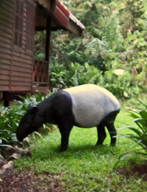 Black and White Tapir
