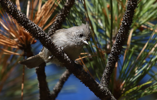 Oak Titmouse