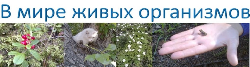 В мире живых организмов