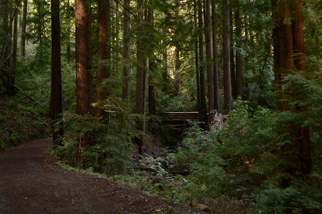 creek crossing with a bridge