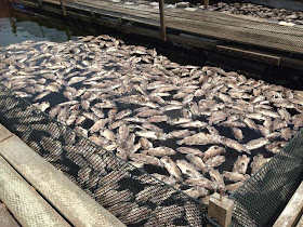 http://www.straitstimes.com/news/singapore/environment/story/growing-concern-over-future-fish-farms-after-mass-deaths-20150309