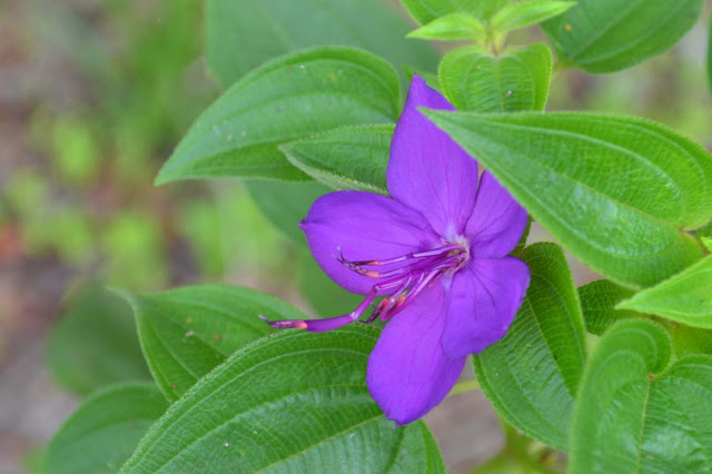 Guyane, Les pripris de yiyi, Sinnamary, Iracoubo, Kourou, observation des oiseaux, maison de la nature, faune et flore de Guyane, randonnée, parcours pédestre Guyane, conservatoire du littoral, SEPENGUY Guyane