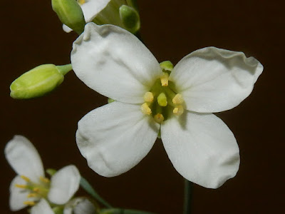 芥藍菜的花