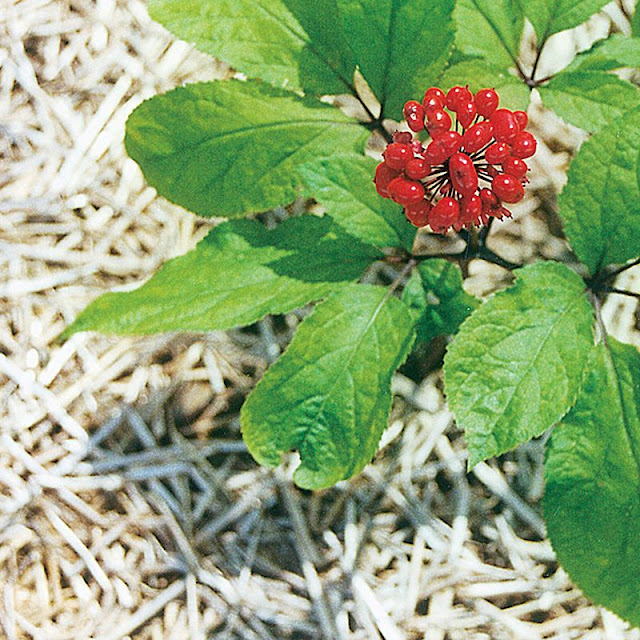 HOA CÂY NHÂN SÂM - Panax ginseng - Nguyên liệu làm Thuốc Bổ, Thuốc Bồi Dưỡng