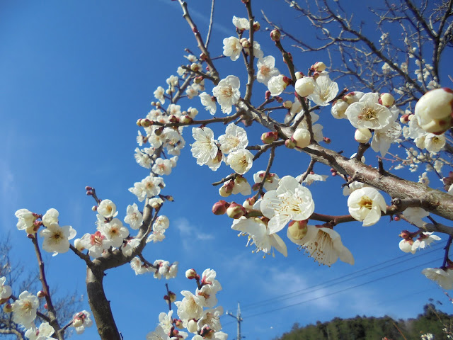 梅の花