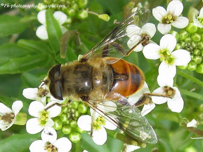 Drone Fly