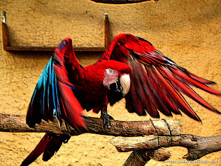 Parrot Wallpapers