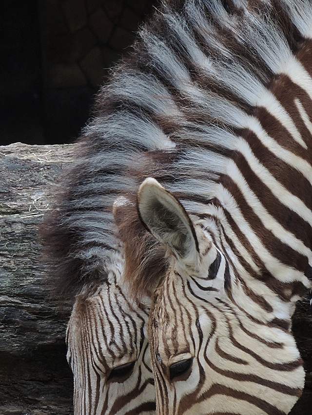 Antwerpen: in de zoo: zebra's