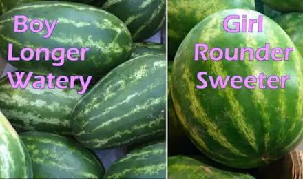how to pick a watermelon male or female