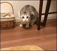 Weird Cat GIF • Strange Cat behavior. Talkative cat moving his front paws "Put my treat right here I am hungry!"