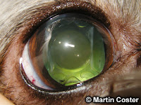 Dog Eye Surgery