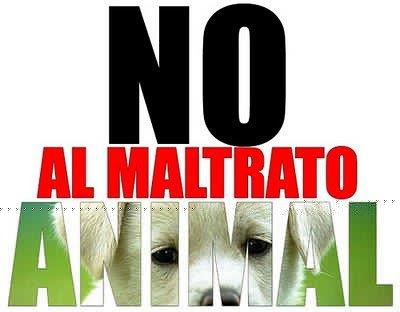 Fotos e imagenes de NO al maltrato animal